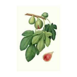 Fico verdone. [Ficus carica ; Fig] by Giorgio Gallesio